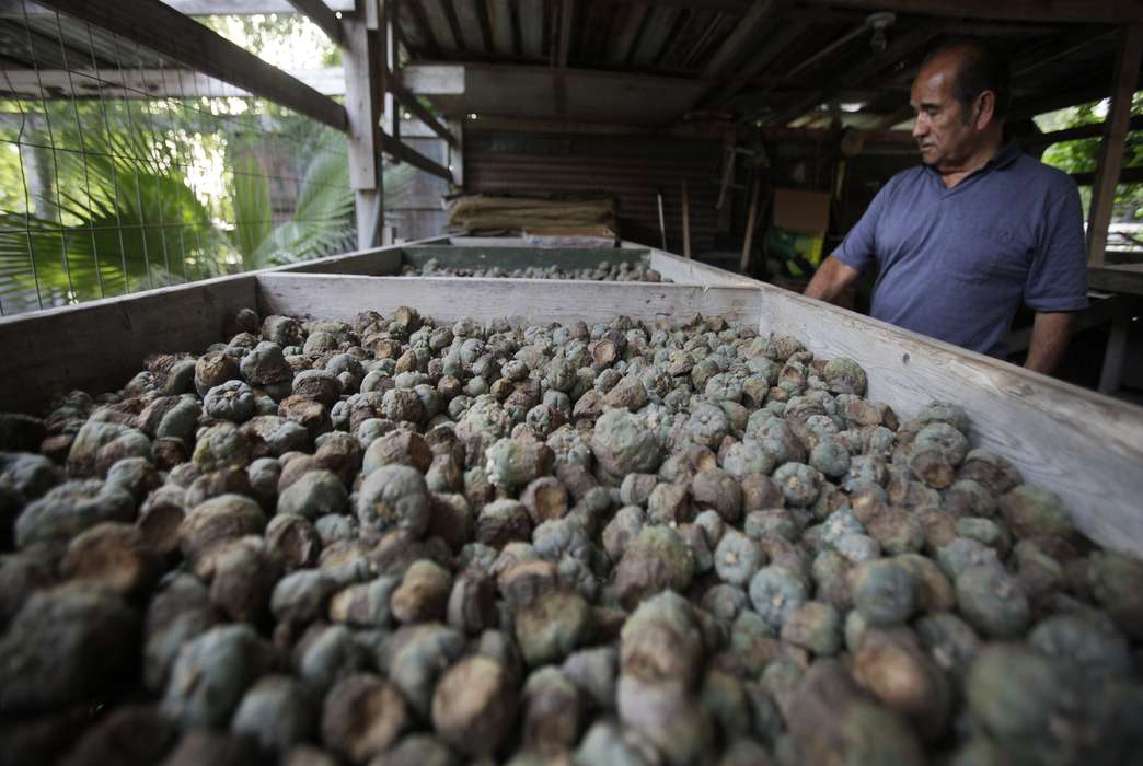 Hallucinogens such as peyote could have therapeutic uses with the aid of a new sensor. (AP Photo/LM Otero)