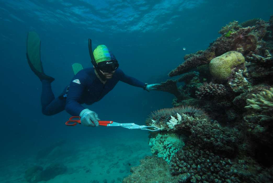 Scientists have found a way to buy the Great Barrier Reef some time in hopes that climate initiatives will have some effect. (David Westcott)