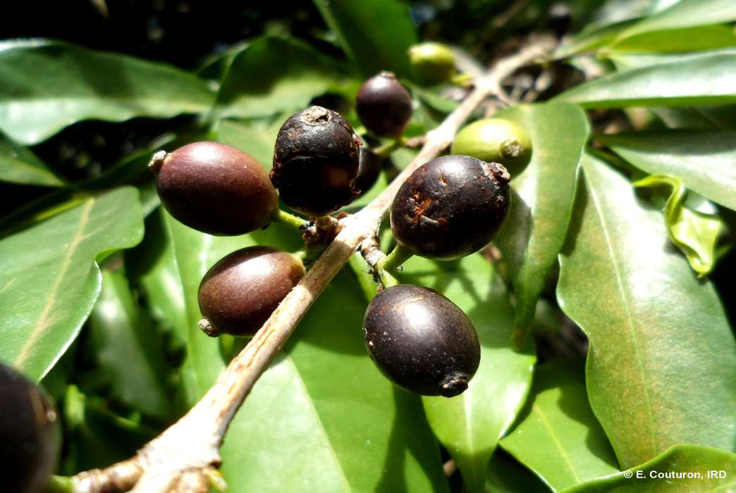 The black fruited stenophylla coffee, photographed in Ivory Coast. (E. Couturon, IRD)