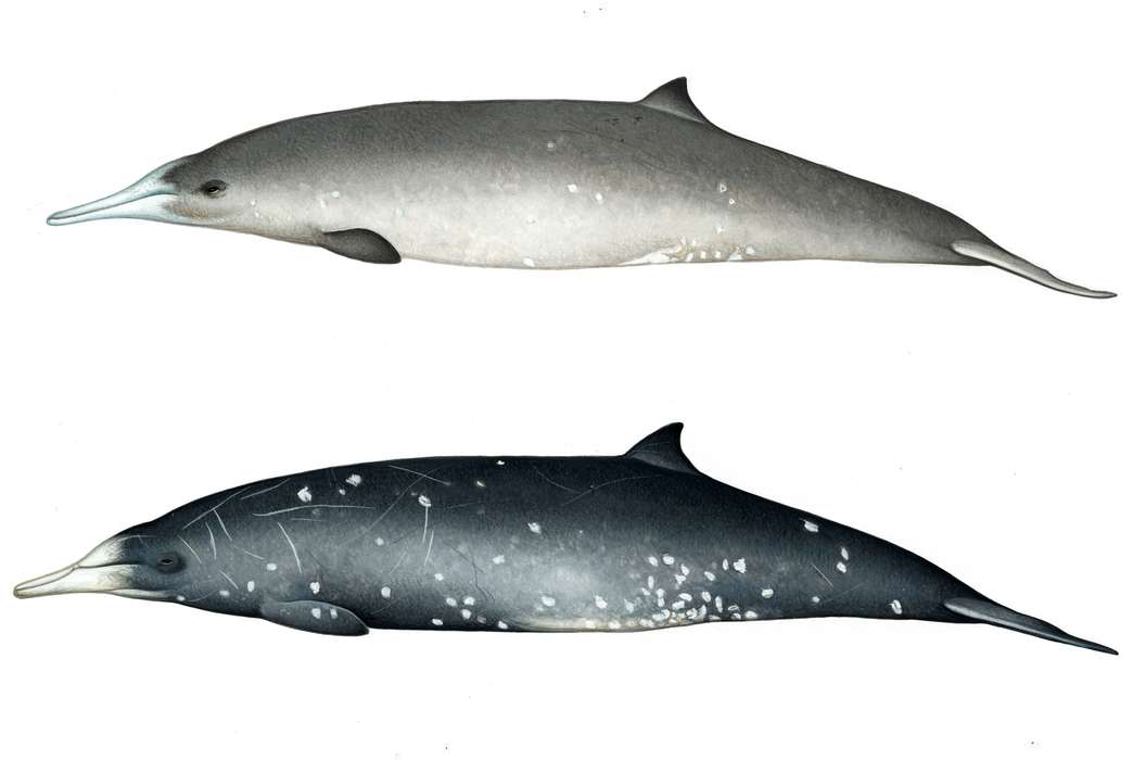 Illustrations of Gray's beaked whales; a female is depicted on top and a male on bottom. (Mark Camm)