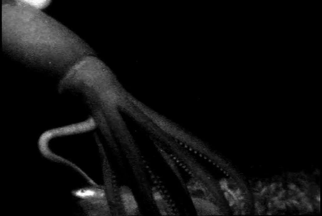 New technology is bringing better images and greater insight into the lives of a creature of legend. (Edith Widder)
