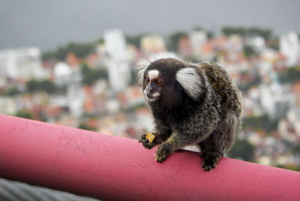 Humans might be passing malaria to primates, which could lead to more outbreaks. (Unsplash/James Hoey)