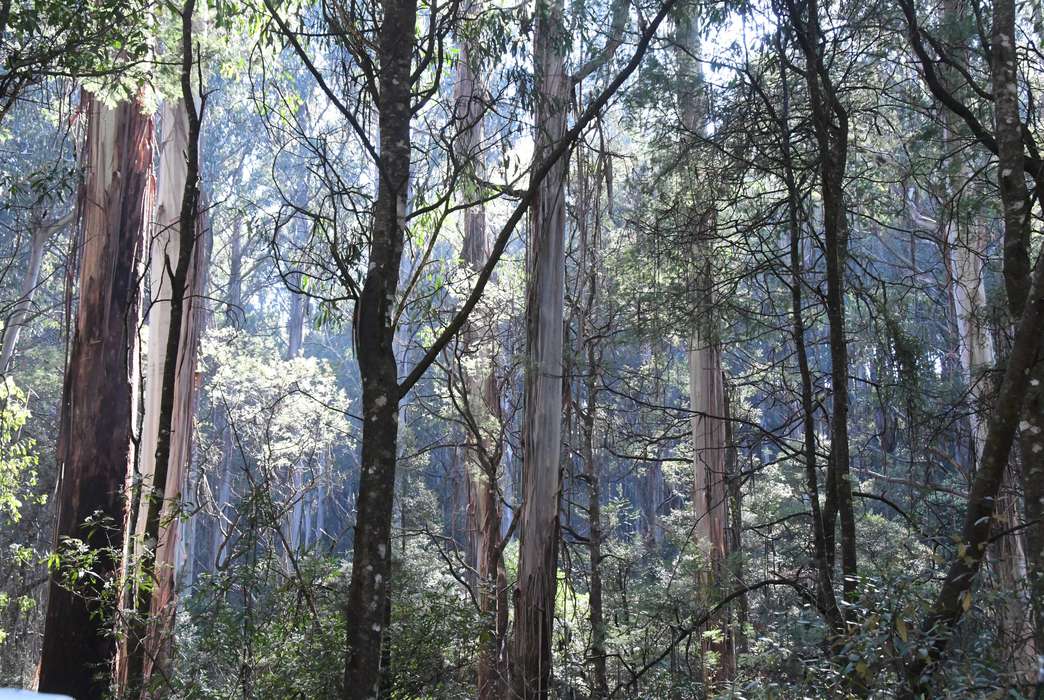 Humans are even worse for Australian ash forests than wildfires. (Unsplash/Neroli Wesley)