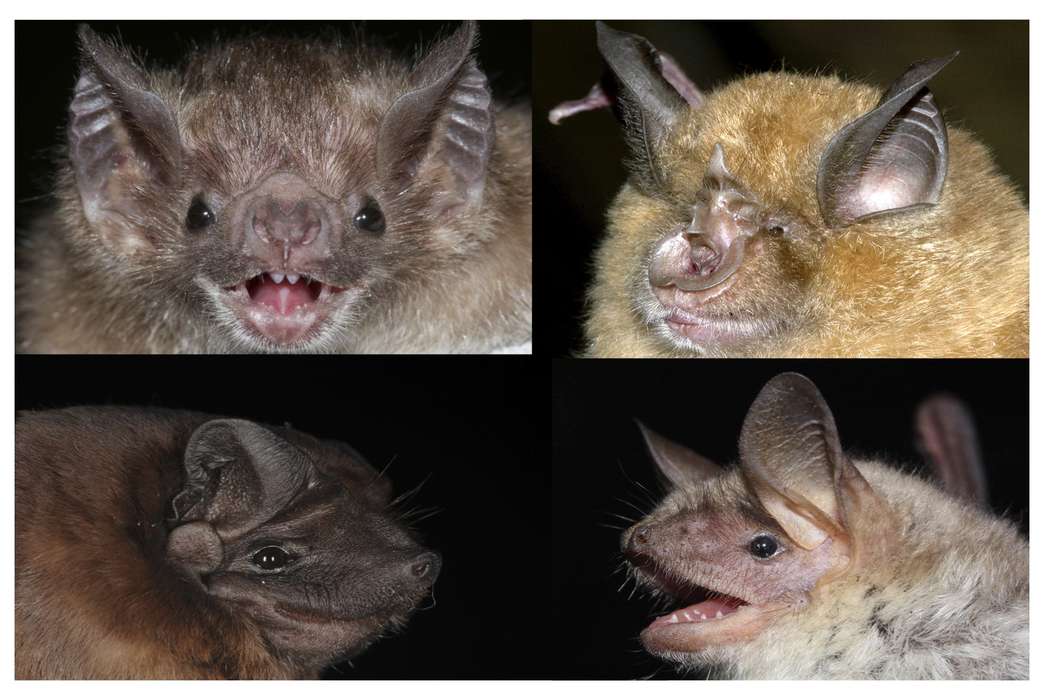 Long-lived bats have a "clock" to thank for their age. (G. Wilkinson, G. Jones, S. Puechmaille, M. Tschapka)