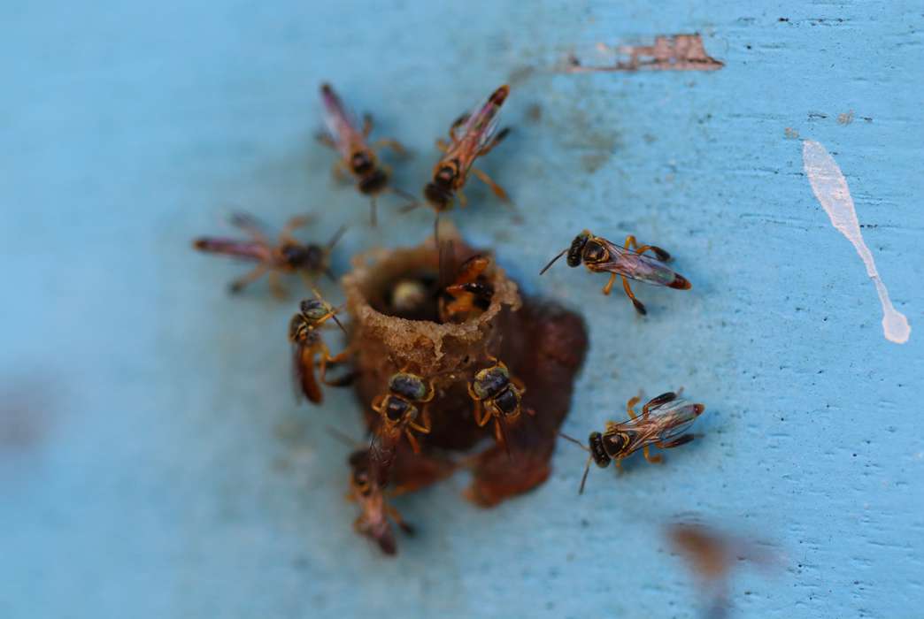 Even nonlethal doses of agricultural chemicals can have big effects on bees. (Luis Claudi Silveira and Khalid Haddi)