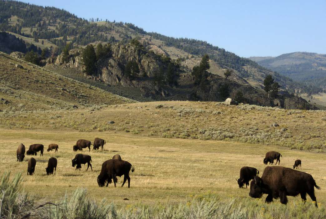 A shockingly small percentage of the planet is "ecologically intact." (AP Photo/Matthew Brown)