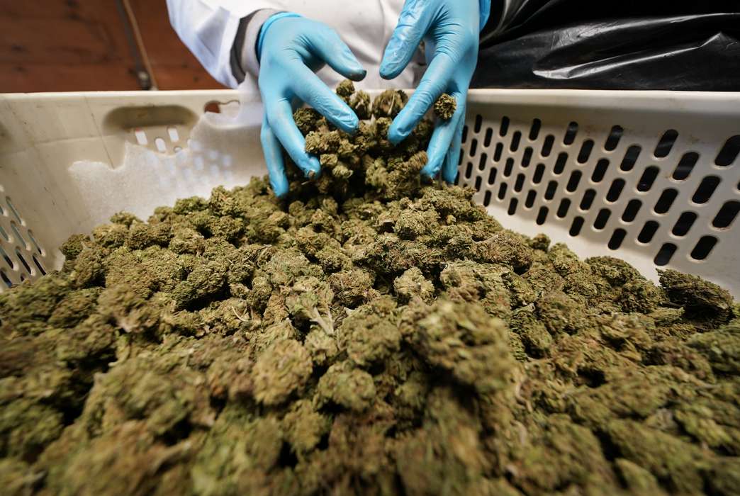Daily pot use can have some distinctly non-therapeutic effects, according to a new study.  (AP Photo/Seth Wenig)