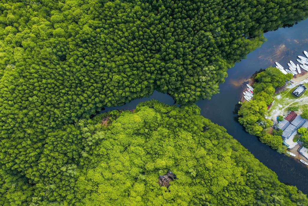 Plants and groundwater move more carbon into the ocean than previously thought. (Unsplash/Joel Vodell)