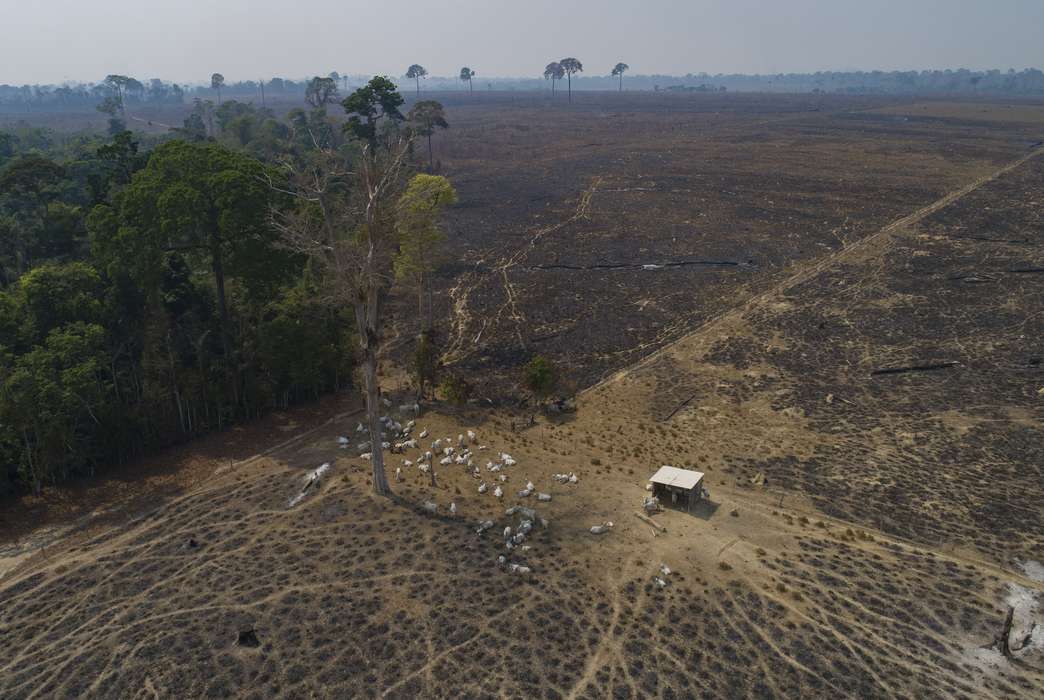 Wealthy countries are responsible for deforestation elsewhere in the world. (AP Photo/Andre Penner)