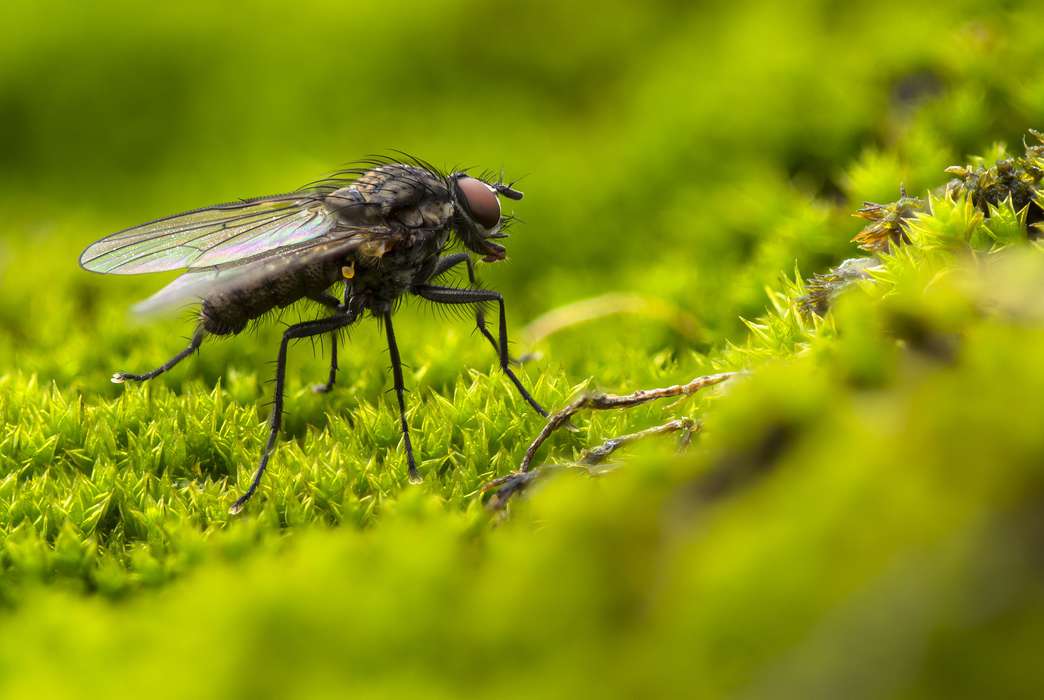Some flies win the genetic lottery for flight. (Pixabay/adege)