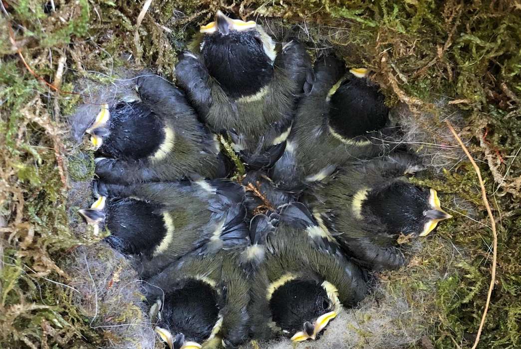 Young city birds' immune systems take a hit from light pollution. (Hannah Watson)