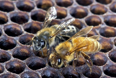 An Africanized honeybee (left) and a European honeybee on a honeycomb. (USDA Agricultural Research Service/Scott Bauer)