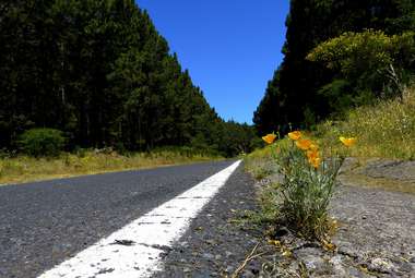 Bees may not cross the road to get to the other side.  (Pixabay/Denis Geier)