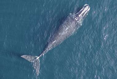 A North Atlantic right whale photographed from a drone, with scars from former gear entanglements around its fluke. Entanglements are one factor affecting growth rates in this endangered population. (John Durban (NOAA) and Holly Fearnbach (SR3)/authorized by NMFS research permit #17355)