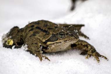 Inspired by the frog’s ability to survive harsh winters, scientists have developed a new material that could pave the way for cryopreservation of organs. (Pixabay/Kathy Büscher)