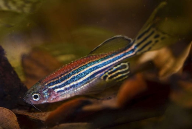 Keep some small fish on your stringer along with the large ones to help fishery diversity, (Pixabay/Petr Kuznetsov)