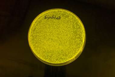A petri dish with the engineered strain of E. coli growing in colonies. (MRC Laboratory of Molecular Biology/W. Robertson)