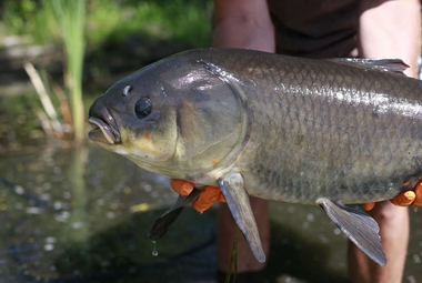 Next time your knees ache, imagine you're this bigmouth buffalo fish. (Ewelina Bielak-Lackmann)