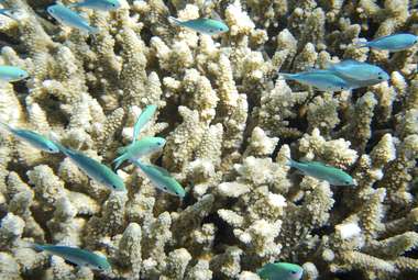 A new probiotic made from coral can help clean up oil spills while preventing coral bleaching usually caused by chemical dispersants. (Pixabay/csharker)