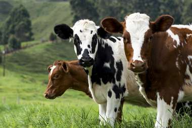Cooling systems that use cow manure-based vermicompost instead of a water pump may be more successful in preventing disease.  (Unsplash/Daniel Quiceno M)