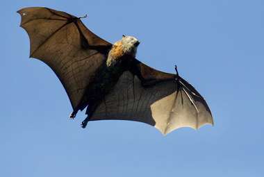 Bats are excellent with directions. (Unsplash/James Wainscoat)