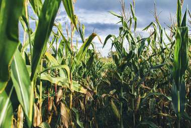 In order to understand how humans moved from hunting and gathering to agriculture, just follow the corn. (Unsplash/Jesse Gardner)