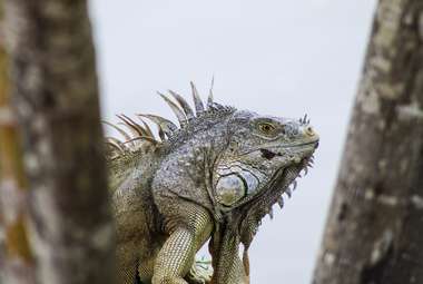 The arrival of European settlers led to large-scale extinction of snakes and lizards in Guadeloupe. (Unsplash/Jonathan Vasquez)