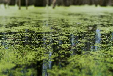 A new bioreactor system can use algae to remove chemicals from water that has been contaminated with runoff from fertilizer. (Unsplash/Jordan Whitfield)