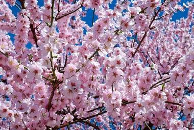 The winds that disperse a tree's pollen play a big part in tree diversity. (Pixabay/Couleur)