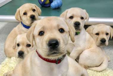 Puppies have human-like social skills and respond to eye contact just like humans do. (Emily Bray)