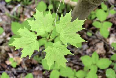 Emerging leaves of a sugar maple in spring. (Shutterstock)