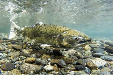 A chinook salmon during spawning. (Shutterstock)