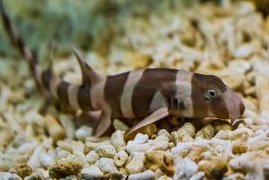Science is stepping in to help sharks with the birds and the bees. (Shutterstock)