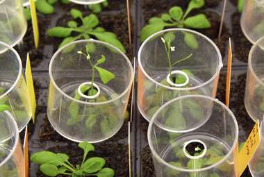 Scientists used thale cress leaves, like the ones seen here, to study plant response to bacteria. (Shutterstock)
