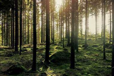 Some fungi reduce rather than increase carbon in soil. (Unsplash/Gustav Gullstrand)