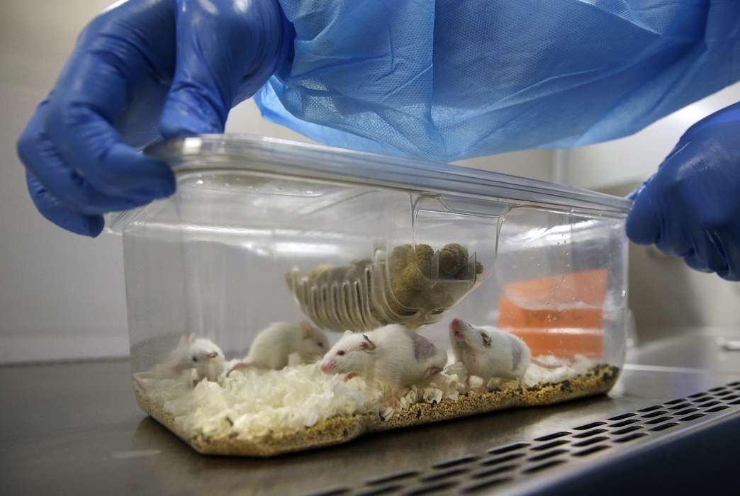 A very tiny brain probe could help scientists gather more mouse data. (AP Photo/Patrick Semansky)