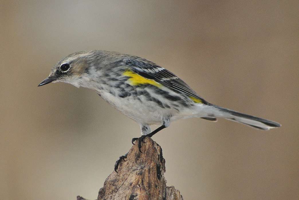 Songbirds are changing their schedule as the climate warms. (Pixabay/Mickey Estes)