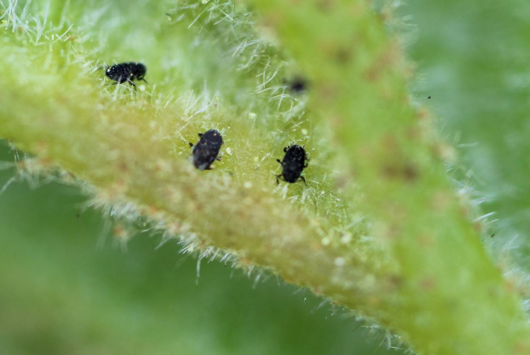 Insects tweak the growth of plants to suit their needs. (David Stern)