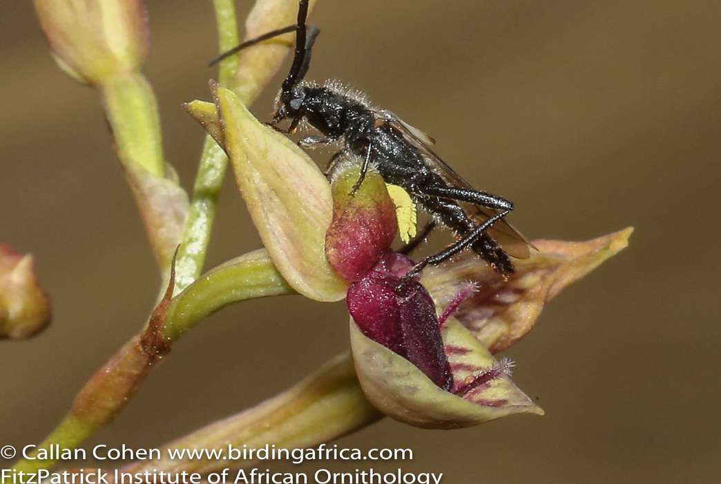 A rare orchid has a very creative way of handling its pollination. (Callan Cohen)