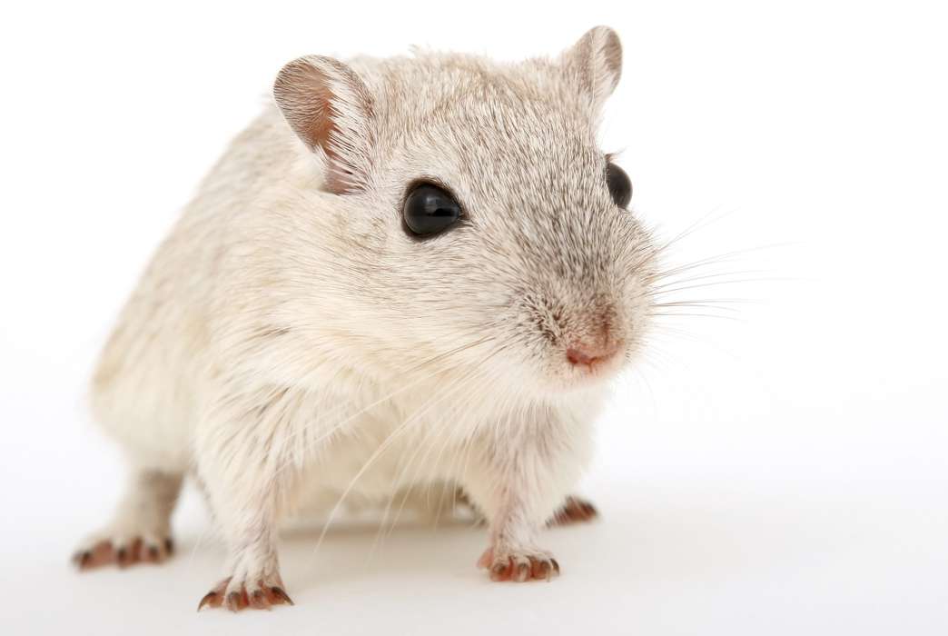 A rat study gives new clues about the damage childhood stress can do that leads to PTSD. (Pixabay/Shutterbug75)