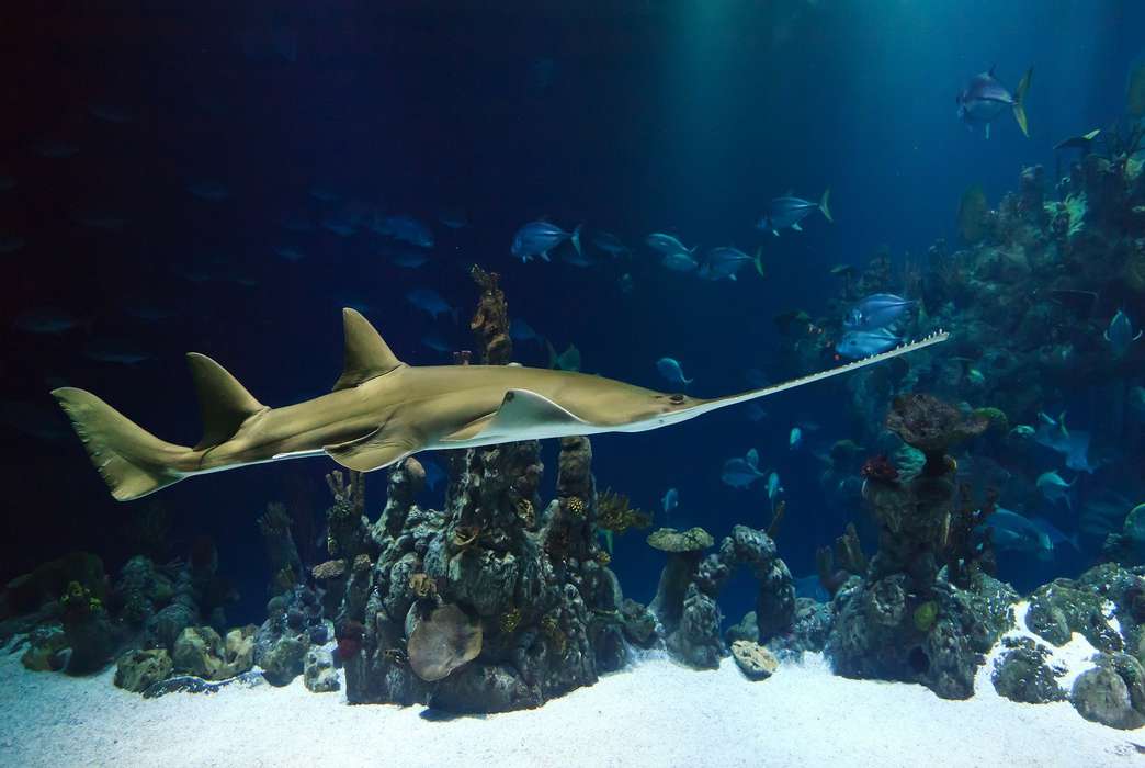 Sawfish are being cut to the point of extinction worldwide. (Pixabay/Public Domain)