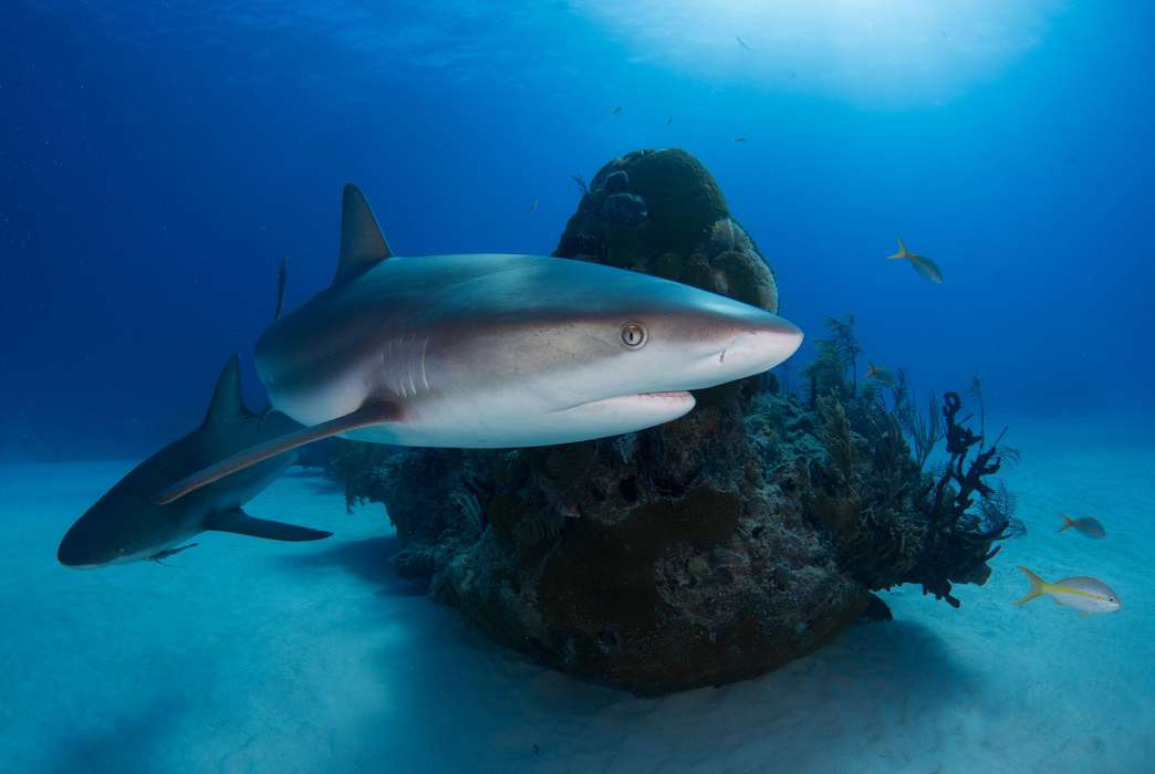 Sharks eat creatures that eat seagrass, helping it grow. (Unsplash/Alex Rose)