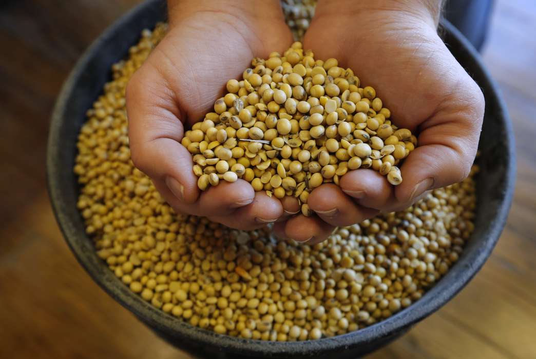 A new way to combat a threat to one of the world's most vital crops has been invented. (AP Photo/Charlie Neibergall)